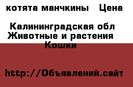 котята манчкины › Цена ­ 10 000 - Калининградская обл. Животные и растения » Кошки   